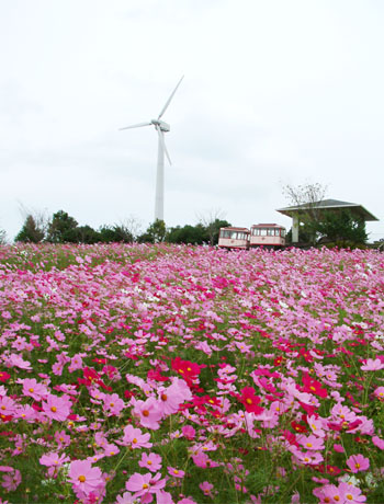 山茶花高原ピクニックパークのコスモスは10月10日前後に見頃となる