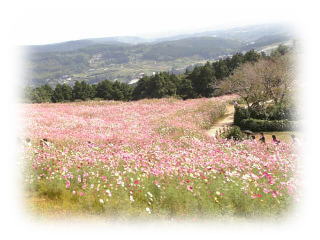 �R�X���X�̎ʐ^