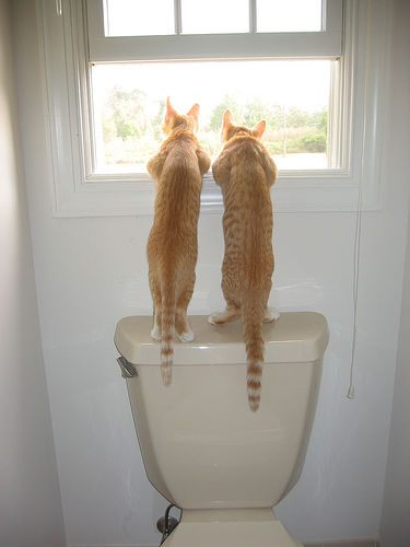 猫
